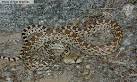Gophersnake (Pituophis catenifer) - Reptiles of Arizona