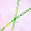 KidsBiology.com - Biology For Kids