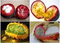 The top 10 exotic fruits