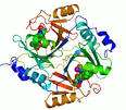 <b>Enzyme</b>
