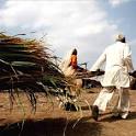 Rs 19,377 crore due to sugarcane farmers: Government | Latest News.