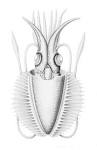 File:Chtenopteryx sicula 1.jpg - Wikipedia, the free encyclopedia