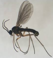 Fungus Gnat