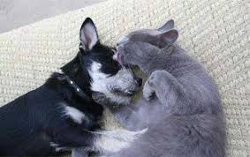 Bildergebnis für ‫سگ واقی وکربه واقی‬‎