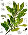 <b>Laurus</b> nobilis Bay Tree