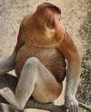 world's oddest animals