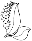 Insect coloring page