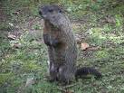 Groundhogs, or Marmots