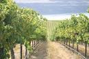 Irrigation - Research &amp; Extension - WSU Viticulture and Enology