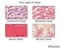 The four major tissue types