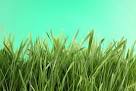 Plot, Grass, Green Sky
