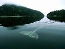 Charismatic Megafauna - The LONELIEST WHALE IN THE WORLD. In 2004 ...