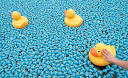 world duck\ pics