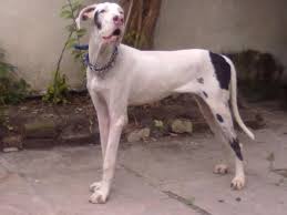 Great Dane For Sale | killar | Ujjain| INDIA | rohit (monu)thakur ... - 1285242281