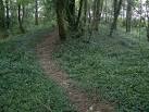 Earthwork in Fox Wood. There is a substantial network of embankments and - via Daymix
