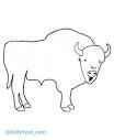 Bison coloring page