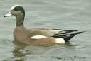 Dabbling ducks
