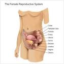 Female Reproductive System