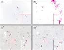 ScienceDirect.com - Microbes and Infection - Visualization of ...