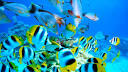 Tahiti &amp; French Polynesia Travel Information and Travel Guide ...