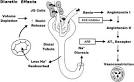 <b>diuresis</b> and therefore may
