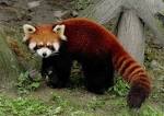 Red Panda HD Wallpapers, Download Free Red Panda HD Wallpapers ...