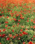 free stock photo <b>natur</b> 18 by