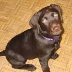brown labrador puppy (tiny - via Daymix