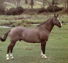 Horse Breeds