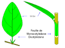 Limbe pronunciation