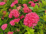 coccinea (<b>Rubiaceae</b>).jpg