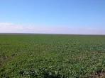 Thousand Hectares Of Farm Land In Romania products, buy Thousand ...