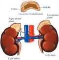 Adrenocortical Carcinoma - Health - Beliefnet.