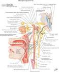 Figure 6 | Physiology of oral cavity, pharynx and upper esophageal ... 