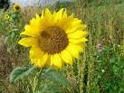 and commercial commodity, - via Daymix