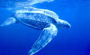 Leatherback Sea Turtle