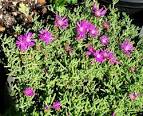 <b>Mesembryanthemum</b>... Yellow