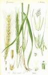 Poaceae <b>Secale cereale</b>