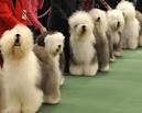 FOR YOUR CONSIDERATION: The 2009 Westminster Dog Show