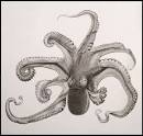 BibliOdyssey: Neapolitan Cephalopods