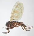 Gnats