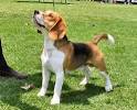 Hound Dog, Dog Care and Dog Information For Hound Dog Types of ...