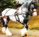 Gypsy Horses at Magic Horse Ranch in VA - Info about Drum Horses