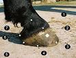 Horse hoof - Wikipedia, the free encyclopedia
