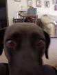 I miss my dog. She lives in Apple Valley without me. - via Daymix