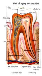 Miệng - Lưỡi  - Răng Images?q=tbn:ANd9GcR2myxbfkIuqB6gZRF9pLa6cUda8MENFM6jDHsHbvjqpreBRltmmw