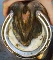 Equine Podiatry | Dr. Stephen O'Grady, veterinarians, farriers ...