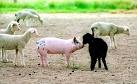Black Sheep