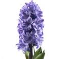 Wholesale Hyacinths | Buy Hyacinths Wedding Flowers by WholeBlossoms.