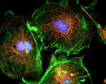 f <b>microscopy</b> Fluorescence